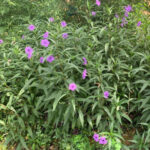 Fleurs violettes de Ruellia simplex, Pétunia mexicain au jardin botanique.