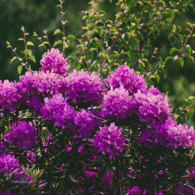 Azalée des fleuristes (Rhododendron simsii) en pleine floraison au jardin botanique Au Bois Vert