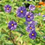 Fleurs bleu-violet de la Morelle (Solanum) dans un jardin tropical.