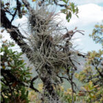 Tillandsia recurvata, plante aérienne dans le jardin botanique Au Bois Vert d’Ivato.