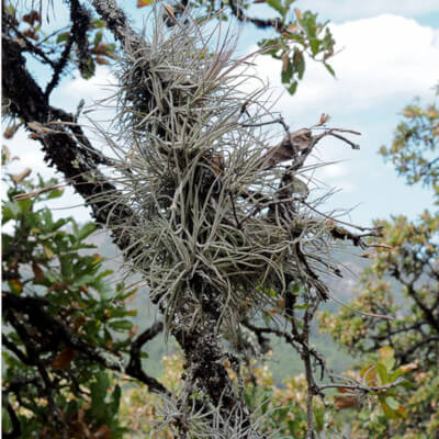 Tillandsia recurvata, plante aérienne dans le jardin botanique Au Bois Vert d’Ivato.