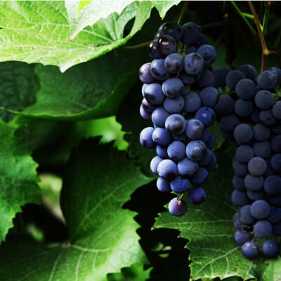 Vitis vinifera (vigne) au jardin botanique d’Au Bois Vert à Ivato