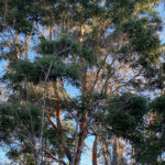 Acacia koa, un arbre majestueux au jardin botanique d’Au Bois Vert à Ivato