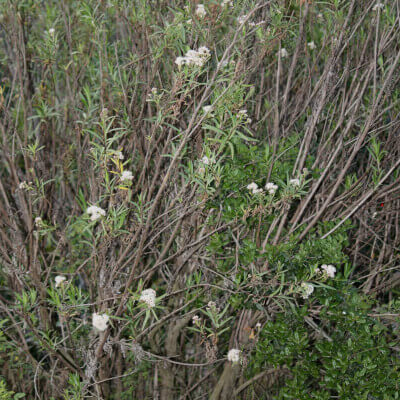 Baccharis salicifolia, plante du Jardin Botanique Au Bois Vert à Antananarivo.