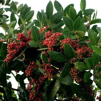 Schinus terebinthifolia (Baie rose), un arbuste ornemental au jardin botanique d’Au Bois Vert