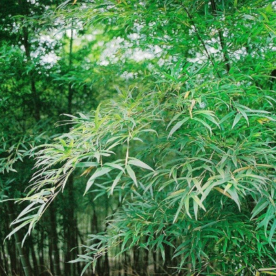 Phyllostachys pubescens, aussi appelé Bambou moso, dans le jardin botanique d’Au Bois Vert à Ivato