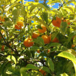 Citrus aurantium (Bigaradier) au jardin botanique Au Bois Vert, Ivato, Antananarivo