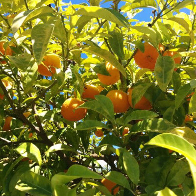 Citrus aurantium (Bigaradier) au jardin botanique Au Bois Vert, Ivato, Antananarivo