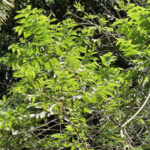 Trema orientalis ou Bois d’Andrèze dans le jardin botanique d’Au Bois Vert.