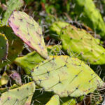 Кактус Opuntia monacantha (кактус-лопатка) в ботаническом саду Au Bois Vert