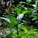 Fleurs éclatantes et feuillage dense du Canna indica ou Balisier