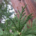 Cryptomeria japonica, conifère majestueux au jardin botanique d’Au Bois Vert à Ivato