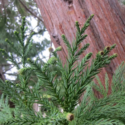 Japanese cedar, a majestic conifer in the botanical garden of Au Bois Vert in Ivato