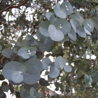 Feuillage bleu-argenté de l’Eucalyptus gunnii dans le Jardin Botanique d’Au Bois Vert.