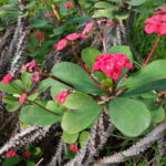 Euphorbia milii, Épine du Christ dans le jardin botanique d’Au Bois Vert