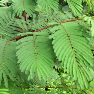 Albizia from the Moluccas at the Au Bois Vert Botanical Garden.