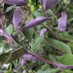 Feuilles et fleurs mauves du Lilas d’Arabie dans un jardin tropical.