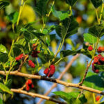 Morus rubra (Mûrier rouge), un arbre fruitier au jardin botanique d’Au Bois Vert à Ivato