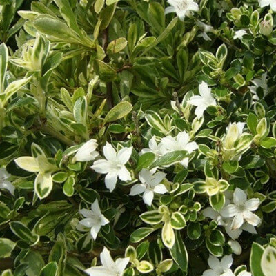 Serissa foetida en fleur