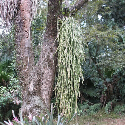 Rhipsalis paradoxa suspendu dans le jardin botanique