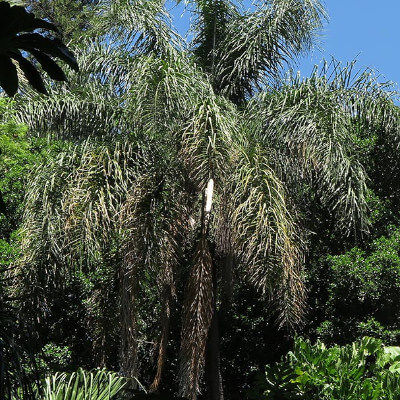 Palmier de la reine au Jardin Botanique Au Bois Vert