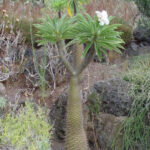 Palmier de Madagascar dans le jardin botanique Au Bois Vert.