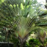 Ravenala madagascariensis или Дерево путешественников в ботаническом саду Au Bois Vert.