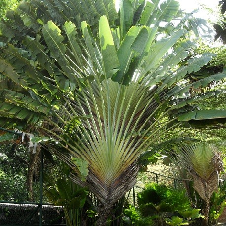 Ravenala madagascariensis ou Arbre du voyageur dans le jardin botanique Au Bois Vert.