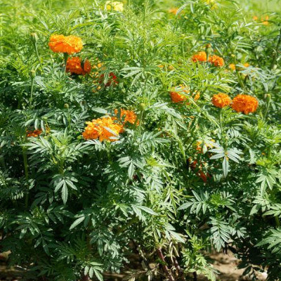 Fleur de Tagetes erecta ou Rose d'Inde dans le Jardin Botanique Au Bois Vert.