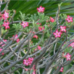 Adenium obesum, la Rose du désert au jardin botanique d’Au Bois Vert à Ivato