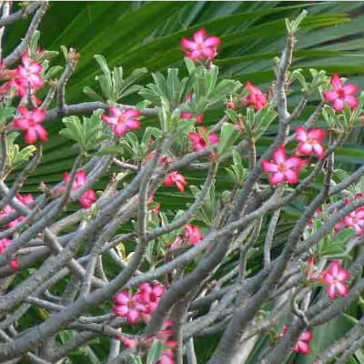 Adenium obesum, la Rose du désert au jardin botanique d’Au Bois Vert à Ivato