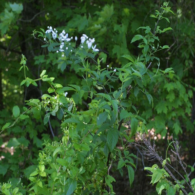 Rubus argutus ou Mûre à dents de scie dans le jardin botanique Au Bois Vert.