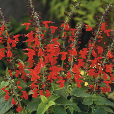 Salvia coccinea ou La Dame en Rouge dans le Jardin Botanique d’Au Bois Vert.