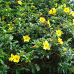 Fleur jaune d’Allamanda cathartica au jardin botanique d’Au Bois Vert à Ivato