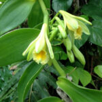 Fleur et gousse de Vanilla planifolia au Jardin Botanique d’Au Bois Vert