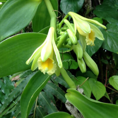 Fleur et gousse de Vanilla planifolia au Jardin Botanique d’Au Bois Vert