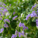 Fleurs violettes et fruits dorés du Vanillier de Cayenne (Duranta erecta)