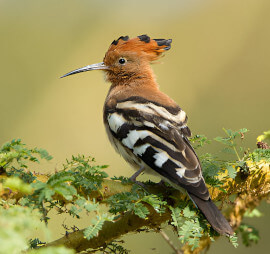 accueil_jardin_Ornithologique